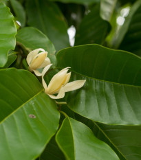 cholan - Magnolia champaca