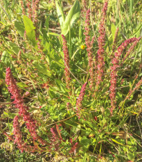 ovk zahradn - Rumex patientia