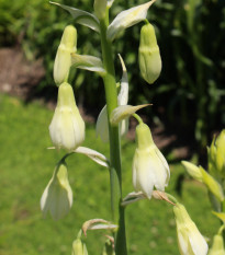 litoka blostn - Ornithogalum candicans