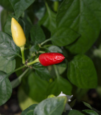 paprika nsk Little Elf - Capsicum chinense Little Elf