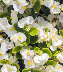 begonie Maxima - Begonia multiflora Maxima