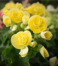 begonie Maxima - Begonia multiflora Maxima