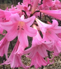 hvzdnk Belladonna - Hippeastrum Belladonna