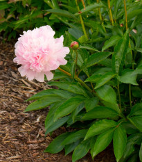 pivoka nsk Amabilis - Paeonia lactiflora Amabilis