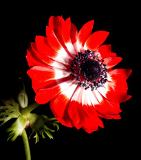 sasanka vncov Governor - Anemone coronaria Governor