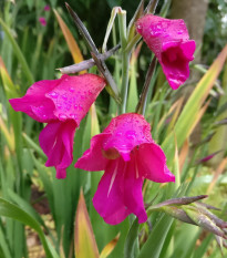 mek obecn - Gladiolus communis subsp. byzantinus