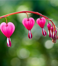 srdcovka ndhern - Dicentra spectabilis