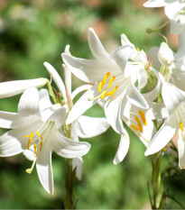 lilie blostn - Lilium candidum