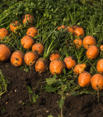 mrkev obecn set Pariser Markt - Daucus carota ssp. sativus Pariser Markt