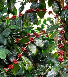 kvovnk arabsk Himalaya - Coffea arabica Himalaya