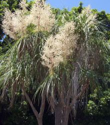 nolina - Nolina longifolia