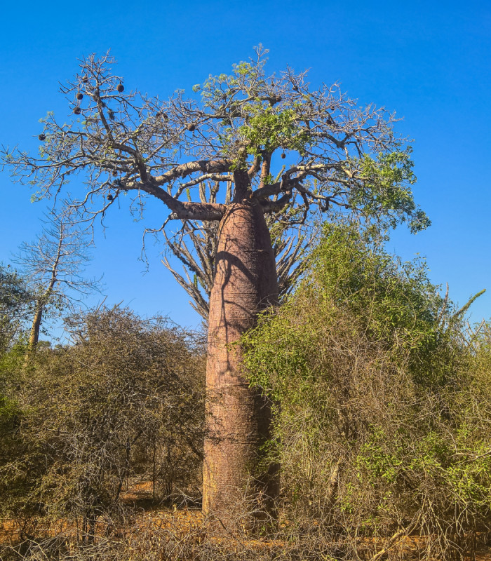 Baobab Fony, semena baobabu, adansonia, pěstování baobabu