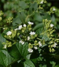 stvie sladk - Stevia rebaudiana