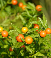 lilek - Solanum sessiliflorum