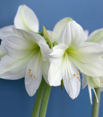 hvzdnk Mount Blanc - Hippeastrum Mount Blanc