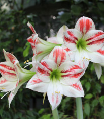 hvzdnk Ambiance - Hippeastrum Ambiance