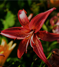 lilie zlatohlav Maroon King - Lilium martagon Maroon King