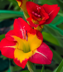 mek Brescia - Gladiolus Brescia