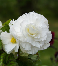 begnie hlznat Superba - Begonia  tuberhybrida Superba