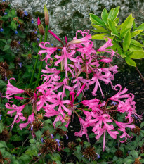 nerine Bowdenova - Nerine bowdenii