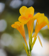 dosna Yellow King Humbert - Canna Yellow King Humbert