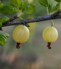 srstka angret - Ribes uva-crispa