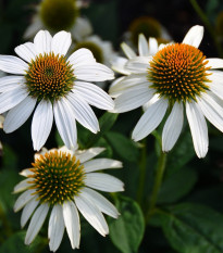 tapatka nachov - Echinacea purpurea