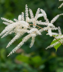 echrava - Astilbe japonica