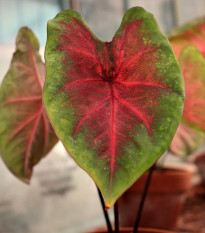 kaldium Red Fresh - Caladium bicolor Red Fresh